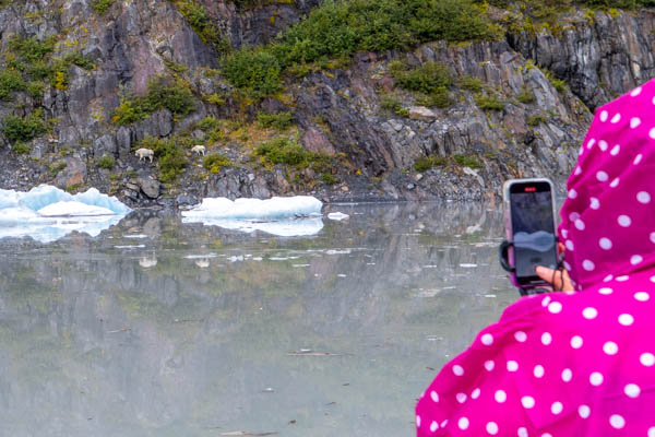 Mountain Goats on Valdez Glacier Cruise